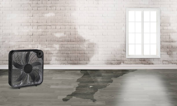 Best Water damage cleanup near me  in Liberty, UT